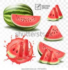 watermelon drawing